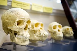 Ancient DNA brings us closer to unlocking secrets of how modern humans evolved